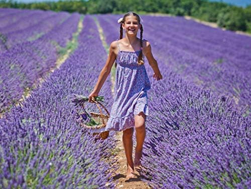 Pura Aide Lavender Sachets Pre-Filled for Refreshing Drawers Closets Dressers - Image 5