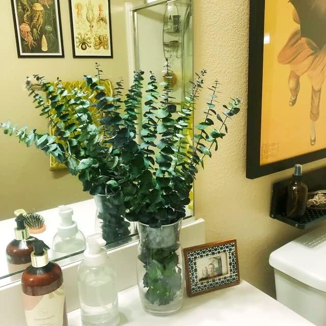 20 Pcs Preserved Dried Eucalyptus Stems, 17" Natural Fresh Eucalyptus Bundles - Image 6